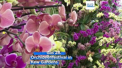London: Kew Gardens feiern Orchideen aus Madagaskar