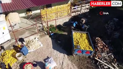 Meyvesi yüz güldürmedi kabuğu altın oldu