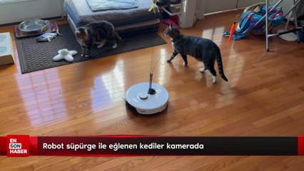 Robot süpürge ile eğlenen kediler kamerada