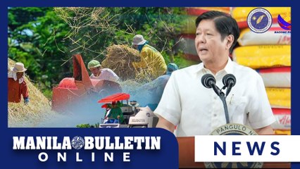 PH rice output hits new record high in 2023 — PBBM