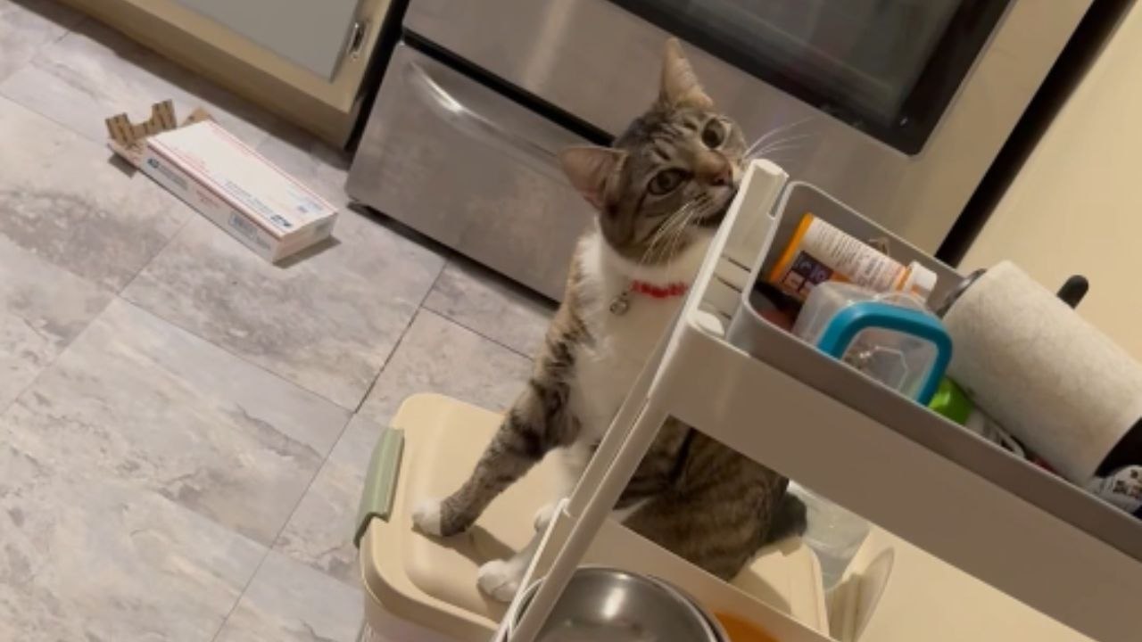 Weird cat acts like a totally insane psychopath *Hilarious Cat Antics ...