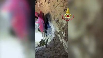Cane bassotto salvato da una cavità nel terreno dai Vigili del Fuoco. IL VIDEO