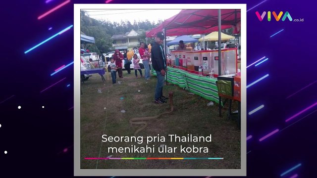 Kisah Pria Nikahi Ular Paling Berbahaya yang Mirip Mantannya