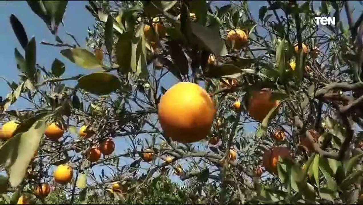 إنتاجية الفدان تصل لـ20 طن..كاميرا  TeN ترصد حص...