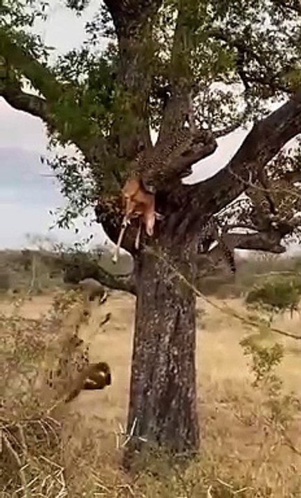 Hyena Jumps To Steal Leopard Meal And Beyond Kirkman Kamp.