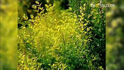 Angela Serban - Cand ma duc la hora-n sat (arhiva TVR)