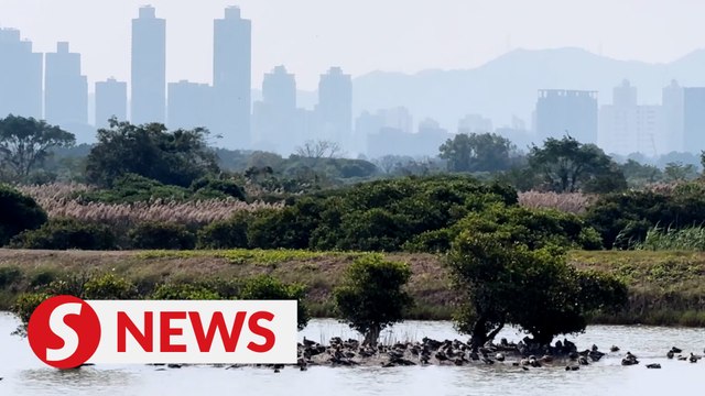 Hong Kong's Mai Po Nature Reserve: An oasis amidst a bustling city