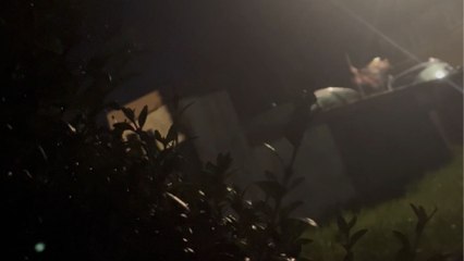 Bushes' secret: Aunt creates a twist in her nephew's peaceful stroll