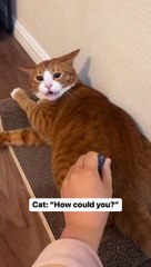 Cats video chat mignon drôle