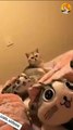 cute cat playing with toy | cat plays with soft toy cat| cute cat