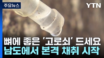뼈에 좋은 '고로쇠' 드세요...남도에서 본격 채취 시작 / YTN