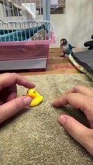 Kıskançlığın kitabını yeniden yazan papağan: Sahibinin sevdiği oyuncak ördeği fırlatıp attı