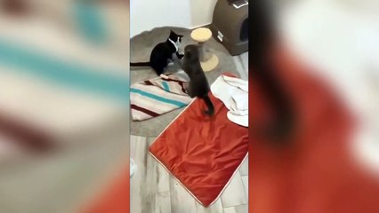 The Ultimate Cat Comedy Compilation  #Cat #Funny #Shorts