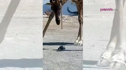 Zürafanın yavaş ilerleyen kaplumbağaya yardım ettiği video sosyal medyada gündem oldu!