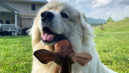 Deer Suckles On Dog's Jowls