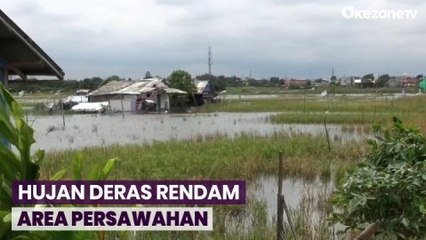 Hujan Deras Rendam 10 Hektar Area Persawahan di Cilincing, Jakarta Utara