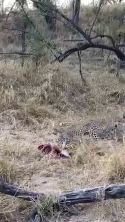 Leopard Steals Back Its Meal From Hyena