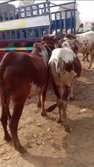 Mandi Iqbal Nagar District sahiwal