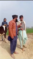 خوبصورت وچھے اقبال نگر منڈی میں
