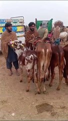 Mandi Iqbal Nagar District sahiwal