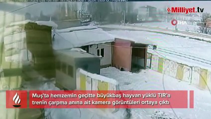 Muş'ta feci kaza! Hayvan yüklü TIR'a tren böyle çarptı