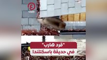 "قرد هارب" في حديقة باسكتلندا