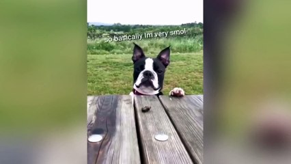 下载视频: Ultimate Try Not to Laugh Challenge: Hilarious Dogs Edition!  _______________________Tags__________________________  #funnyanimals #animals #funny #cuteanimals #funnyvideos #cute #funnymemes #animal #memes #funnydogs #cats #pets #funnycats #wildlife #