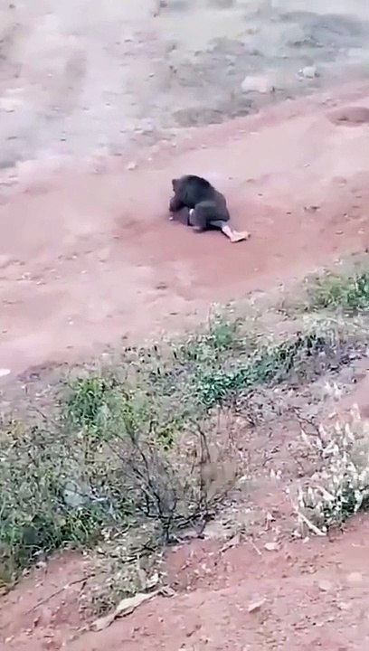 Osos ataca a una persona