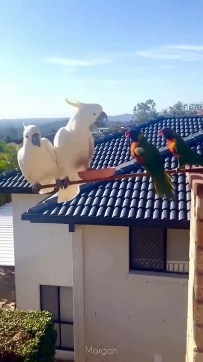 FUNNY ANIMALS  CATS, DOGS, BIRDS, CHIMPANZEE and other Animal