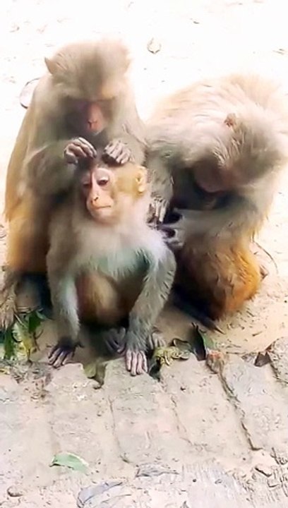 Animals Funny Shots, Funny Animal's video, Viral Video, Trending Shorts, Trending Video#Animalsvideo#Mankeyvideo#Funnymankey