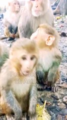 Animals Shorts Video, Funny Shots Mankey, Mankey Moments, Mankey Reaction Video, Trending Video, Viral Video, New Video #Animalsvideo#Mankeyvideo