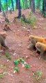 Mankey Funny Fight, Viral Mankey Short, Mankey Short, Animals Video, New Video,#Trendingvideo#TrendingShort#Viralvideo