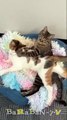 Good morning in three.. two.. one!  Funny video with cats and kittens!