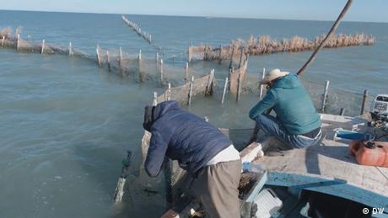 Tunesien: Nachhaltige Fischerei mit traditioneller Charfia-Technik