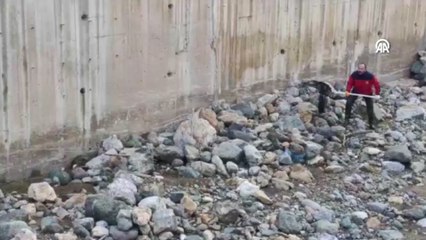 Dere yatağında bulunan yaralı karaca kurtarıldı