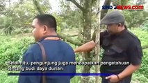 Panen Durian Tiba, Omzet Petani di Muaro Jambi Capai Jutaan Rupiah