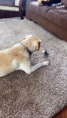 Dog and Budgerigar Unite in Playful Harmony! || Heartsome