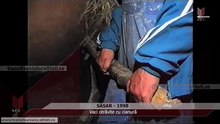 SĂSAR 1998 - Vaci otrăvite cu cianură