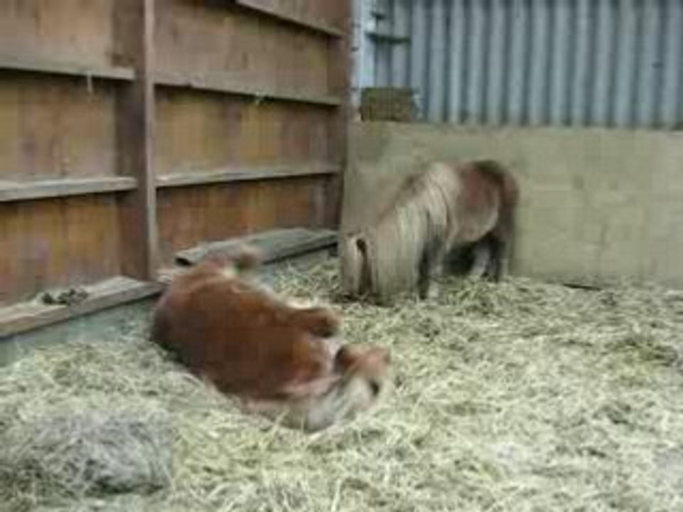 Roulade poney