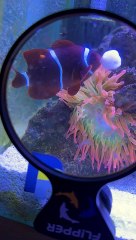 Clownfish Feeds Sea Anemone