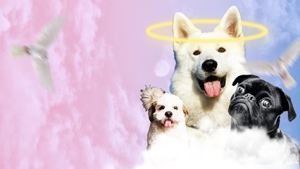 Quels sont les chiens qui vivent le plus longtemps ?