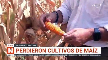 Sequía afecto el 40% de los cultivos