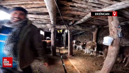 Dilber şarkısı ile ineklerin süt verimini artırdı