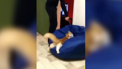 Try Not To Laugh  | Funny Animals Compilation  #Short #Funny #Animals