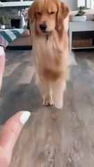 Try Not To Laugh  | Funny Animals Compilation  #Short #Funny #Animals
