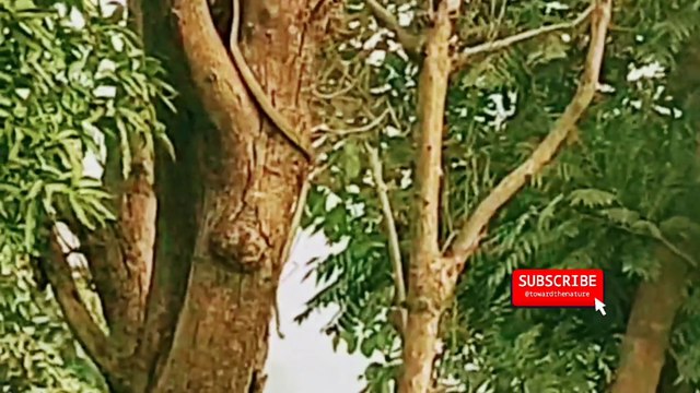 Ghonsle se pakshiyon ko kha gya cobra snake | kobra snake | #king kobra