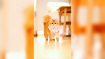 Cute Cat and Funny Cat Videos #1 | AnimalsDoor Only Fun | Cute Cat video | #funnycats  #Cutecat