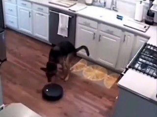 Joli travail d'équipe entre un chien et un aspirateur