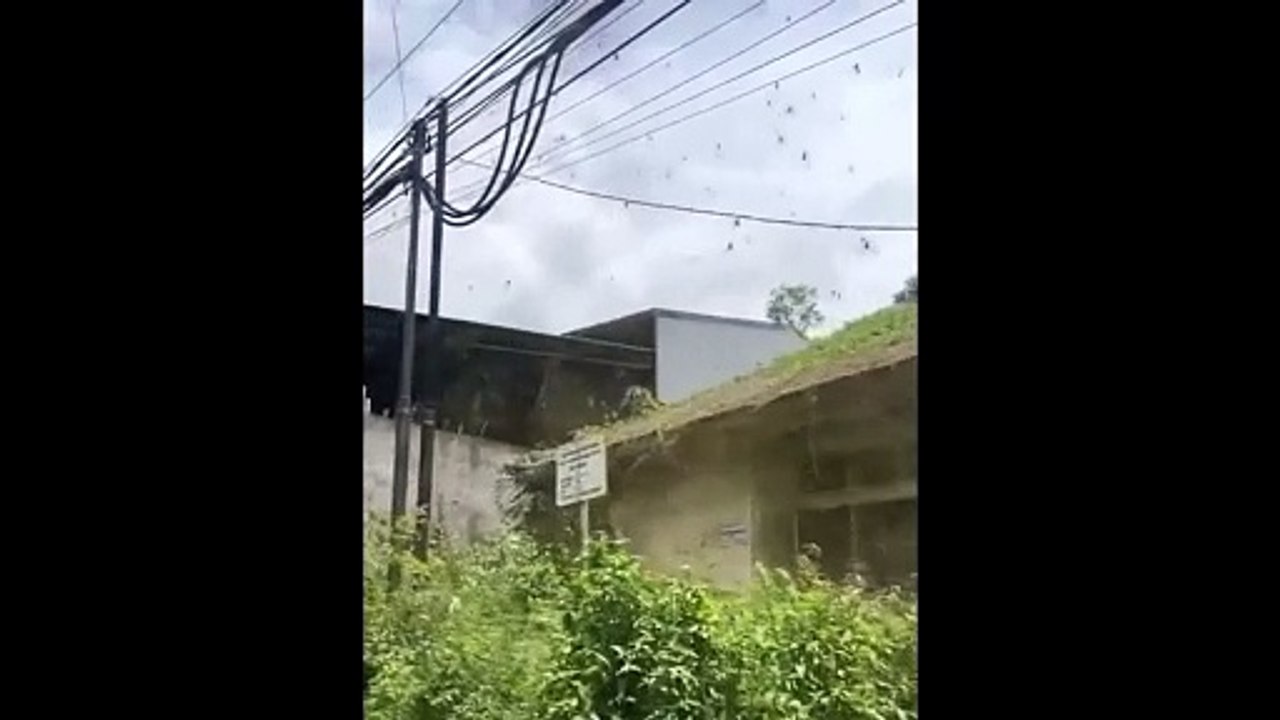 Invasion d'araignées à Bali... flippant