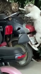 Ultimate Try Not to Laugh Challenge: Hilarious Dogs Edition!   #Funny  #Dog #Shorts